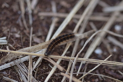 Diacrisia sannio