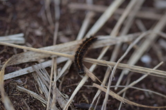 Diacrisia sannio