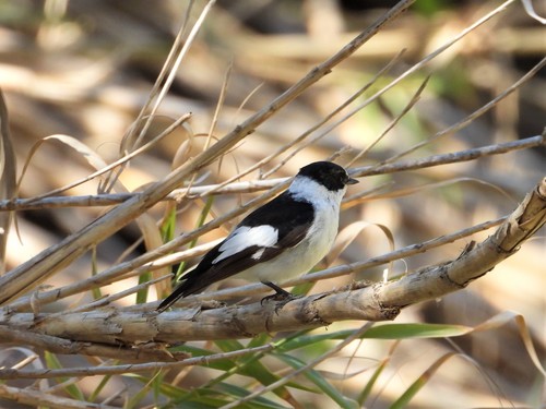Papamoscas acollarado (Ficedula albicollis)