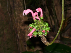 Centropogon cornutus