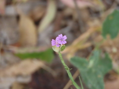 Petrorhagia nanteuilii