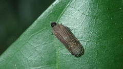 Pseudhelicoptera nasuta