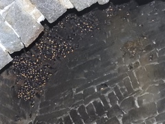 Rousettus leschenaultii