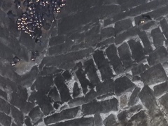 Rousettus leschenaultii