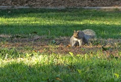 Sciurus carolinensis