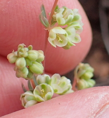 Psammotropha mucronata