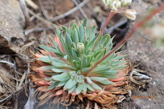 Psammotropha mucronata