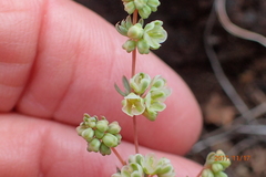 Psammotropha mucronata