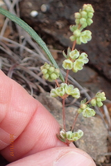 Psammotropha mucronata