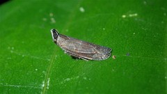 Pseudhelicoptera nasuta