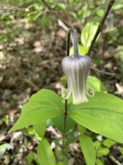 Clematis ochroleuca