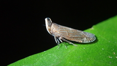Pseudhelicoptera nasuta