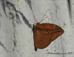 Opsiphanes boisduvallii