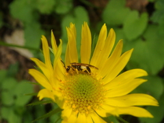 Tenthredo talyshensis