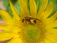 Tenthredo talyshensis