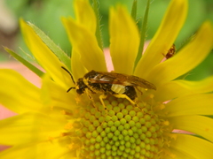 Tenthredo talyshensis