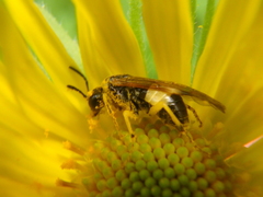 Tenthredo talyshensis