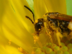 Tenthredo talyshensis