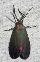 Lycomorpha splendens