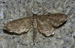Protoproutia laredoata