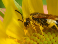 Tenthredo talyshensis
