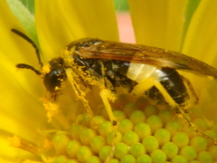 Tenthredo talyshensis