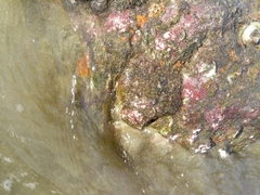 Crassostrea columbiensis