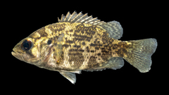 Rock Bass photo 3