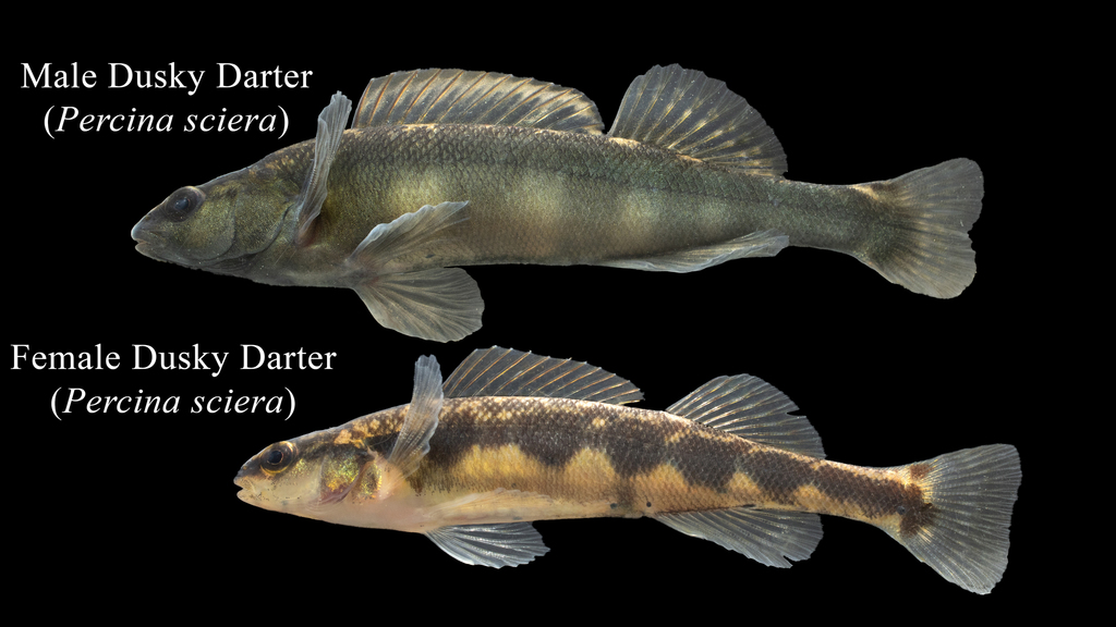 Dusky Darter