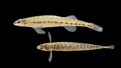 Ammocrypta pellucida