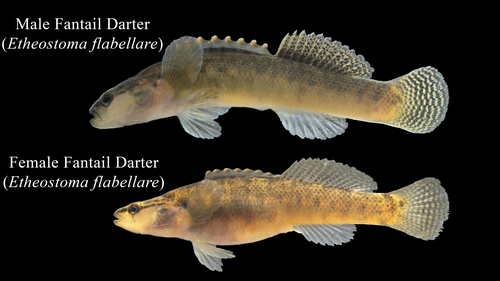 Fantail Darter