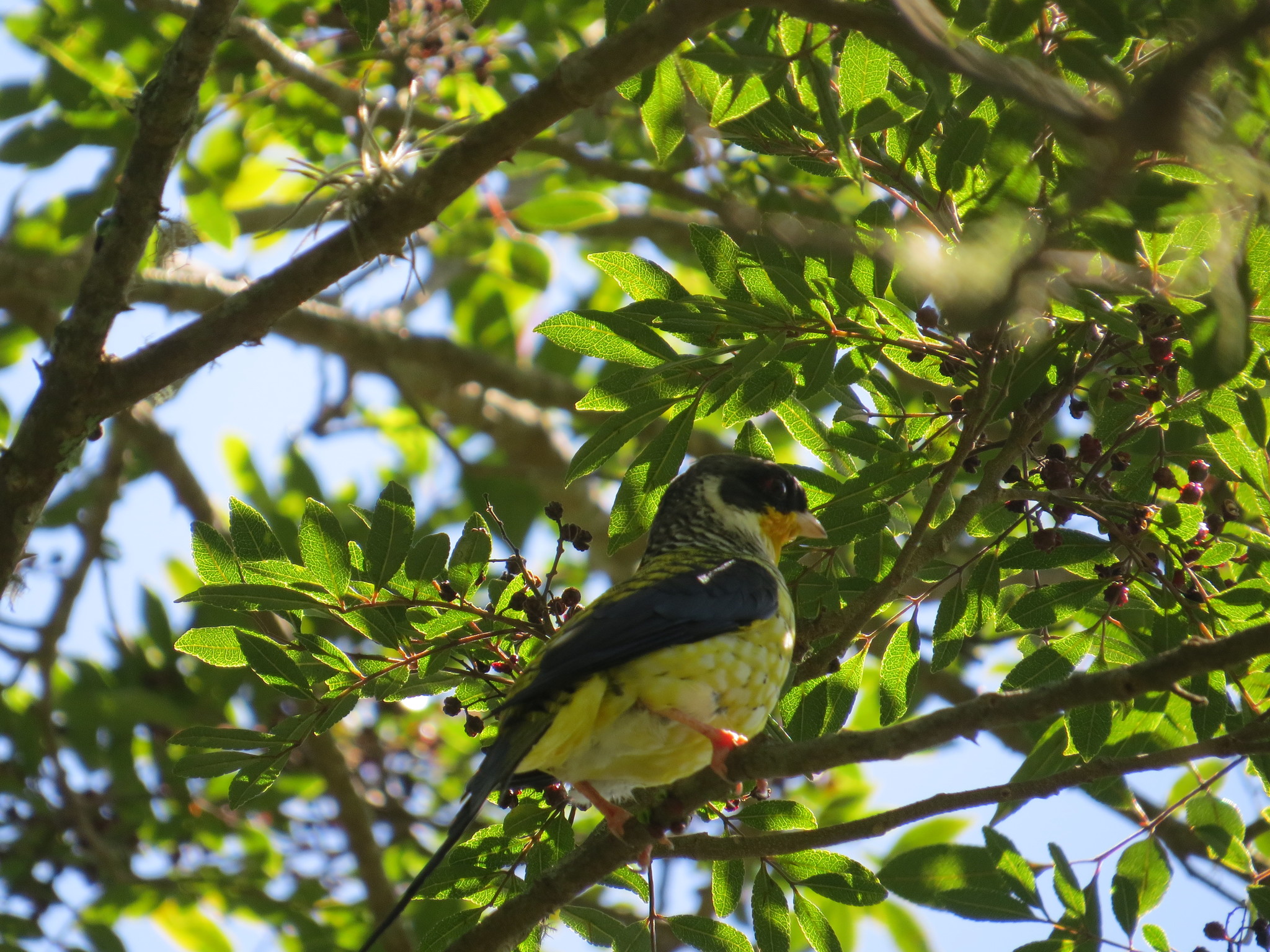 Swallow-tailed Cotinga illustration