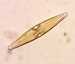 Frustulia rhomboides