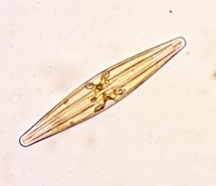 Frustulia rhomboides