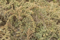 Atriplex serenana