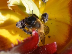 Andrena bicolor