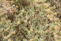 Atriplex serenana