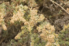 Atriplex serenana