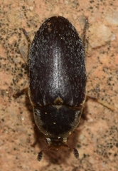 Dermestes frischii