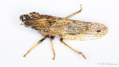 Eupelix cuspidata