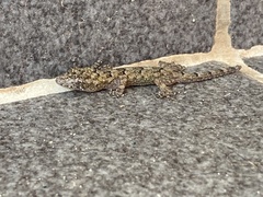 Hemidactylus mabouia