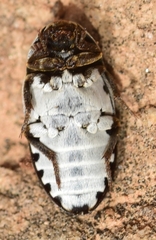 Dermestes frischii