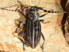 Dorcadion mucidum