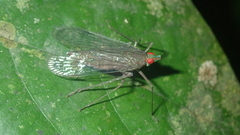 Lappidina