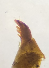 Pterostichus inermis