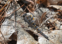 Williamsonia lintneri