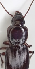 Pterostichus inermis
