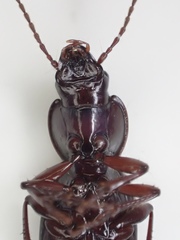 Pterostichus inermis