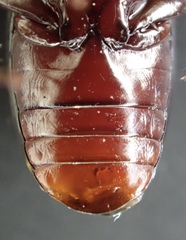 Pterostichus inermis