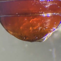 Pterostichus inermis